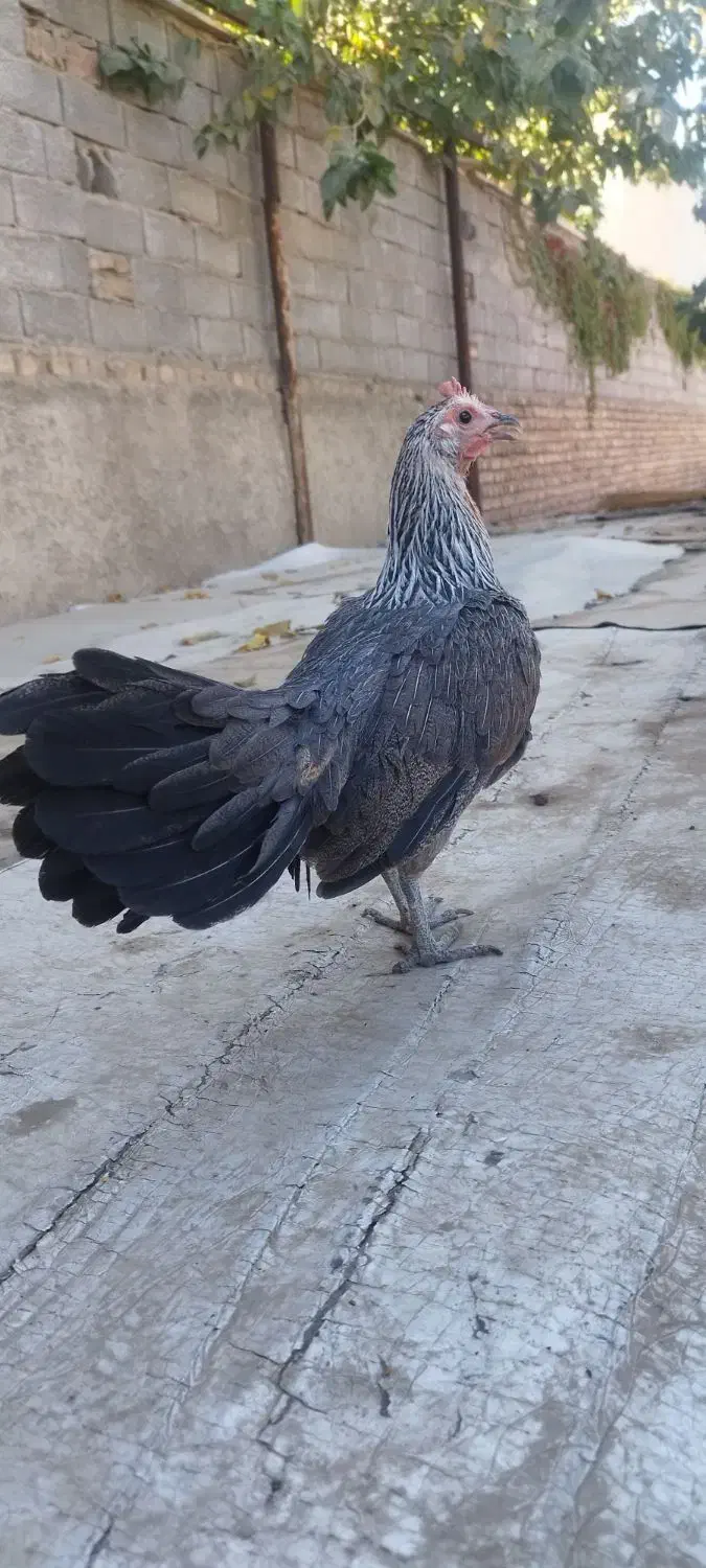 مرغ.  خروس.  طوطی|حیوانات مزرعه|محمدشهر, محمدشهر|دیوار