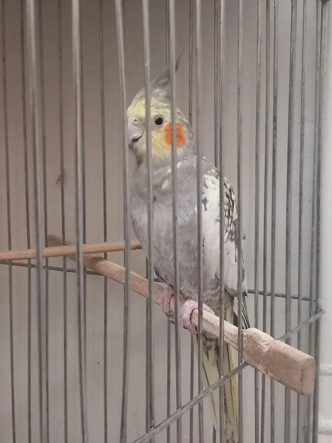 یک جفت عروس هلندی|پرنده|فردیس, فردیس|دیوار