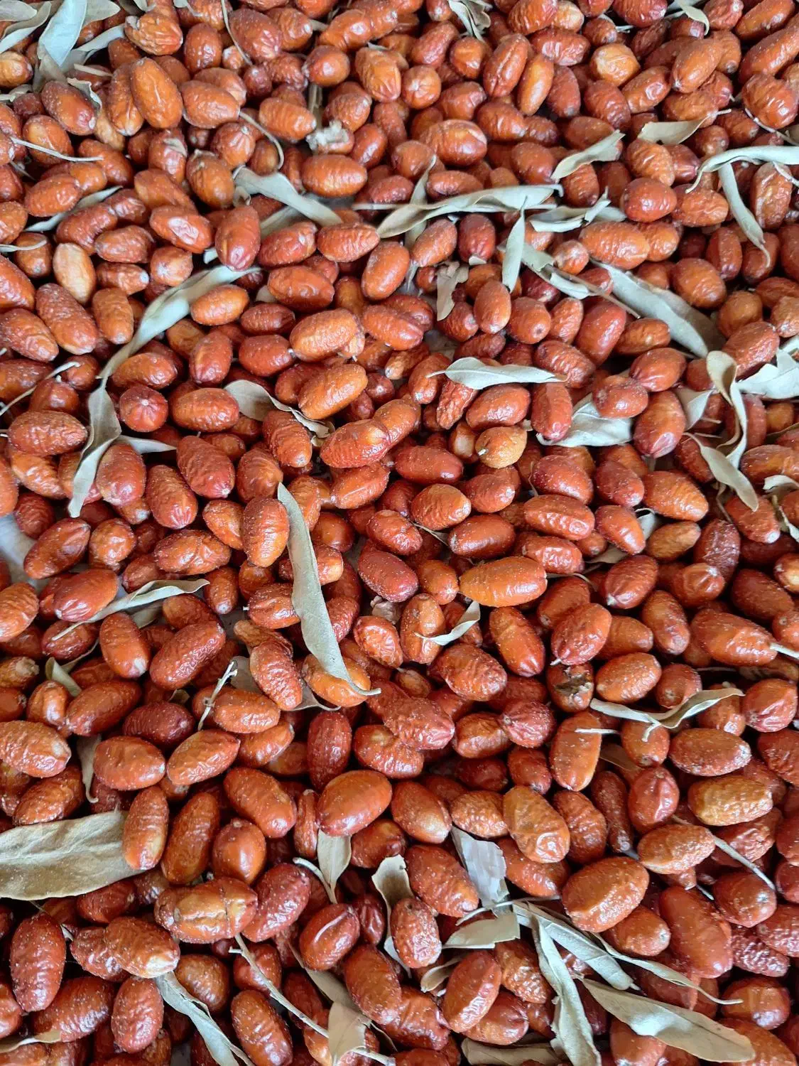 سنجد|خوردنی و آشامیدنی|بهار, |دیوار