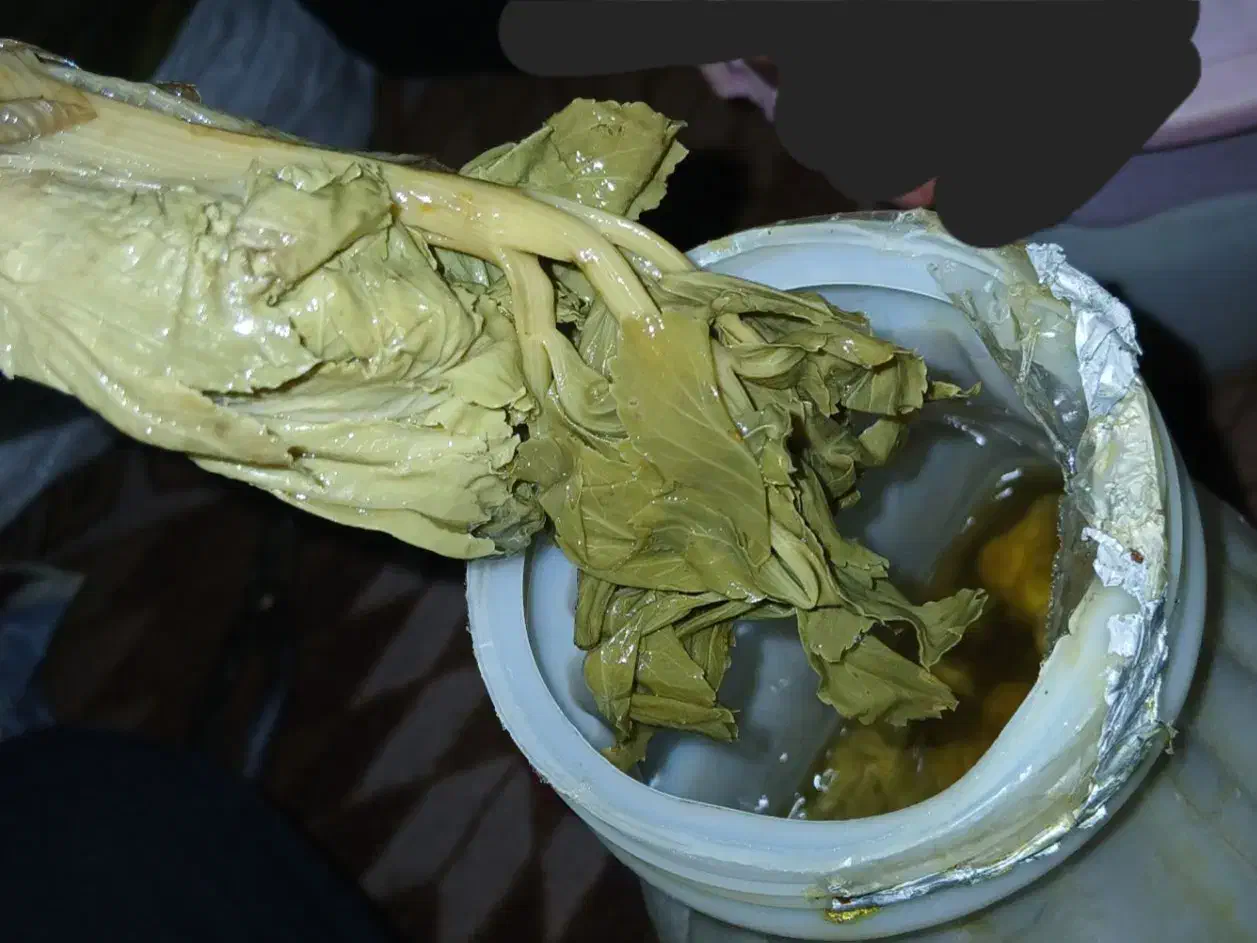 غنچه کرفس اصل کوه یَکه|حراج|خمینی‌شهر, |دیوار