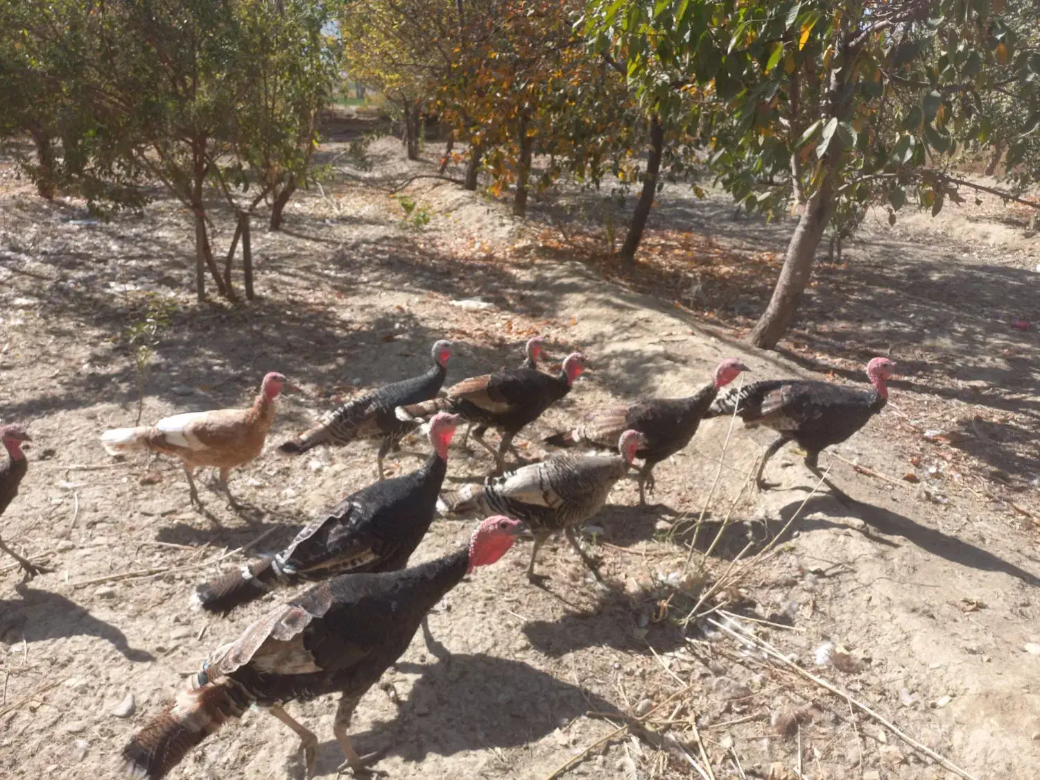 غاز وبوقلمون مرغ وقوغاز|حیوانات مزرعه|گلپایگان, |دیوار