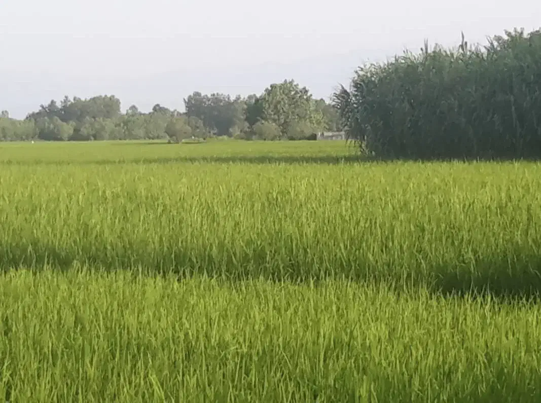 فروش 5000 متر زمین شالیزاری|فروش زمین و ملک کلنگی|شفت, |دیوار