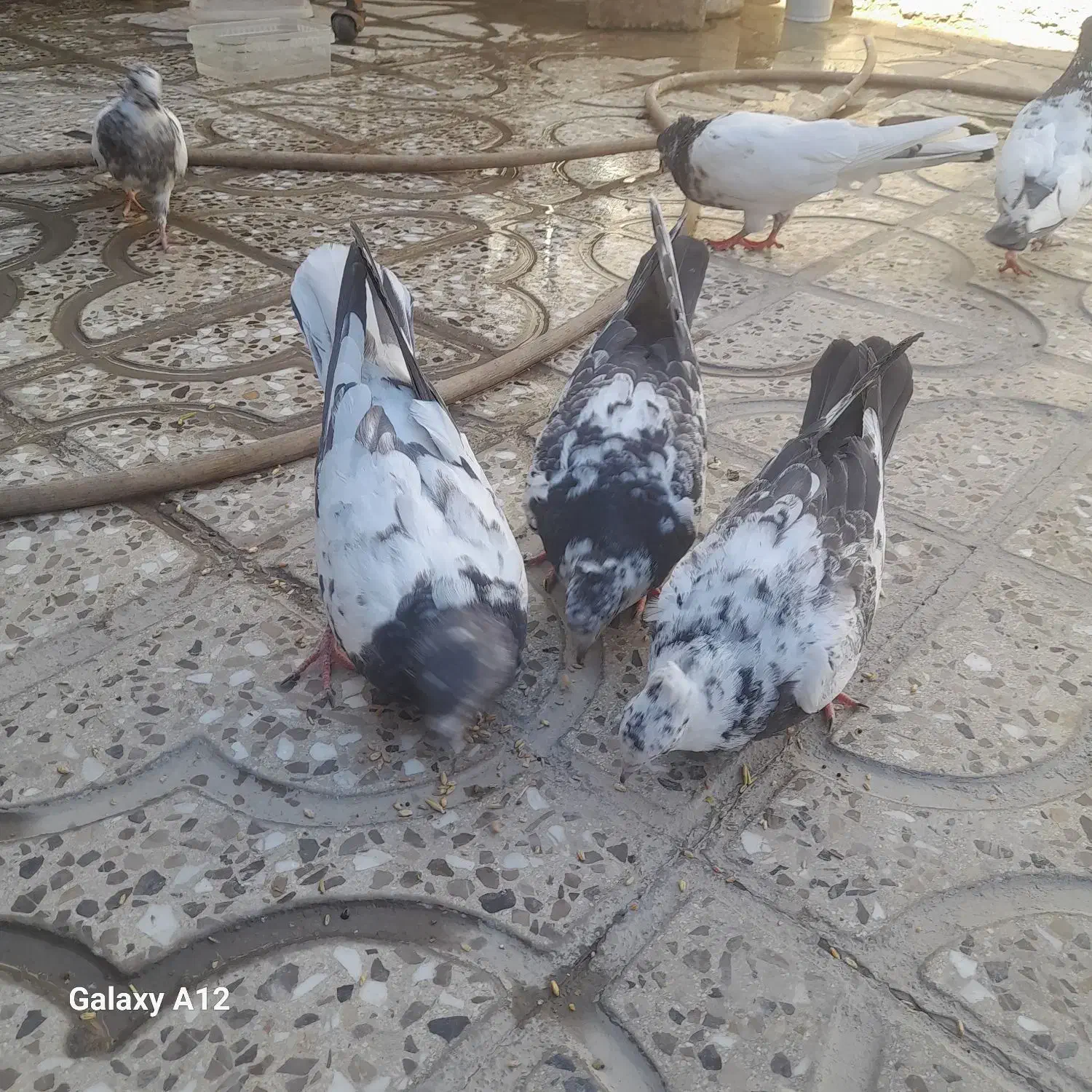 کبوتر تهرانی وکله ای دونه ۴۰۰|پرنده|آبدانان, |دیوار