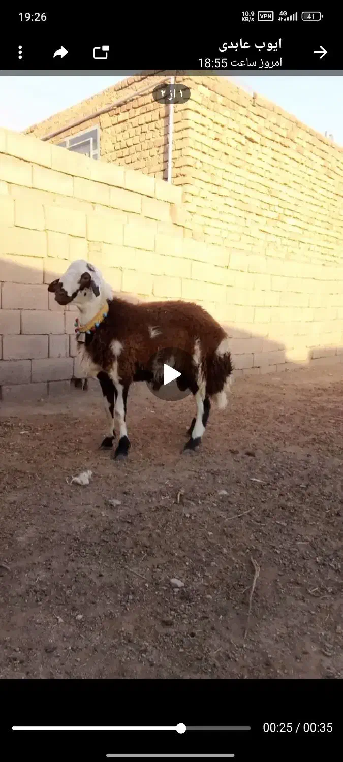 بره قوچی پلنگ|حیوانات مزرعه|قاسم‌آباد (خواف), |دیوار