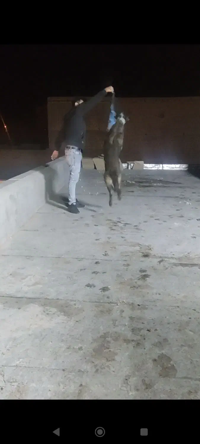 مالینویز نر|سگ|کاشان, مزرعه نو|دیوار