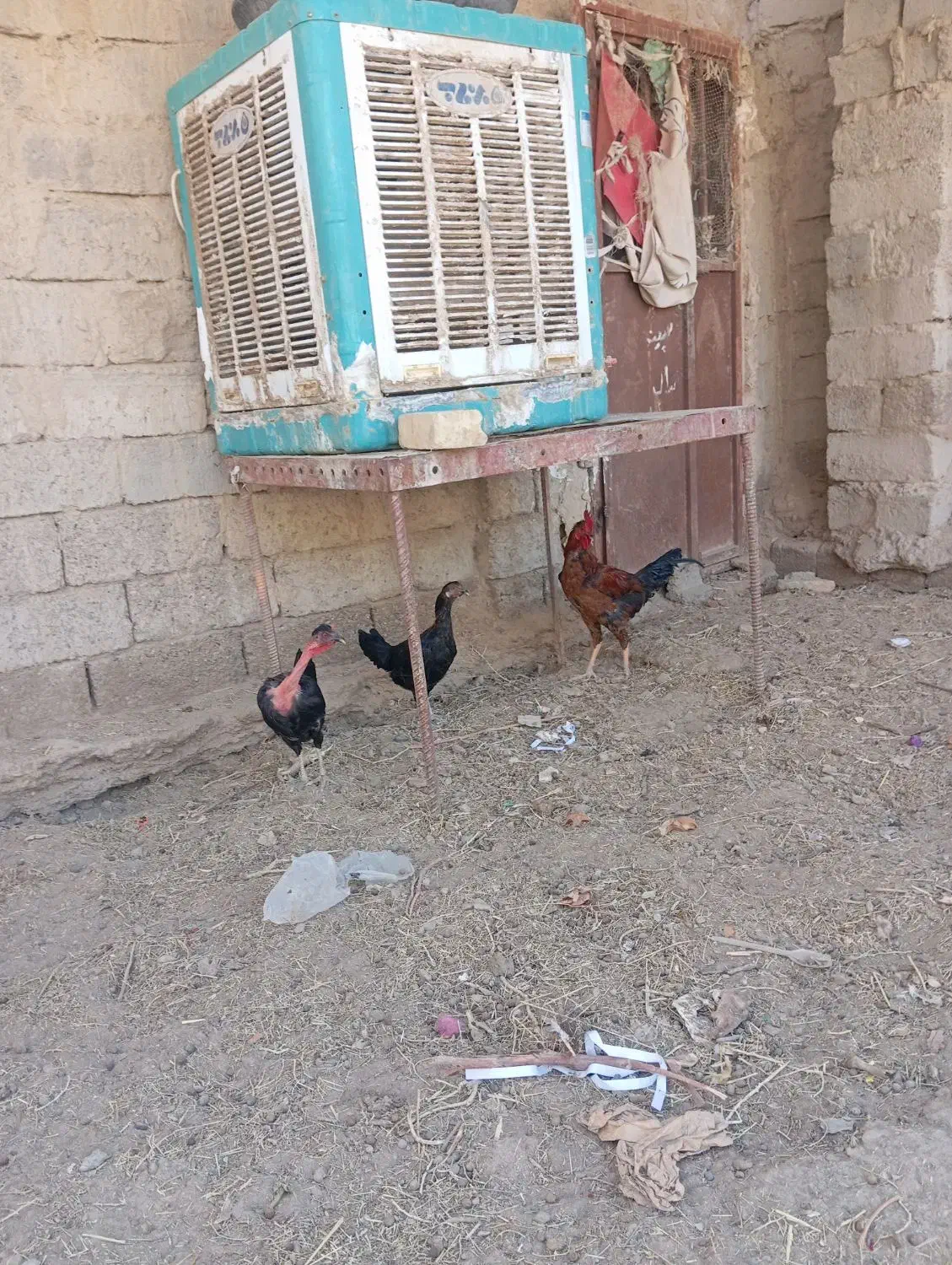 مرغ و خروس|حیوانات مزرعه|زهک, |دیوار