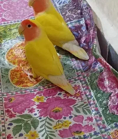 طوطی گم شده|حیوانات|بندر کنگان, |دیوار