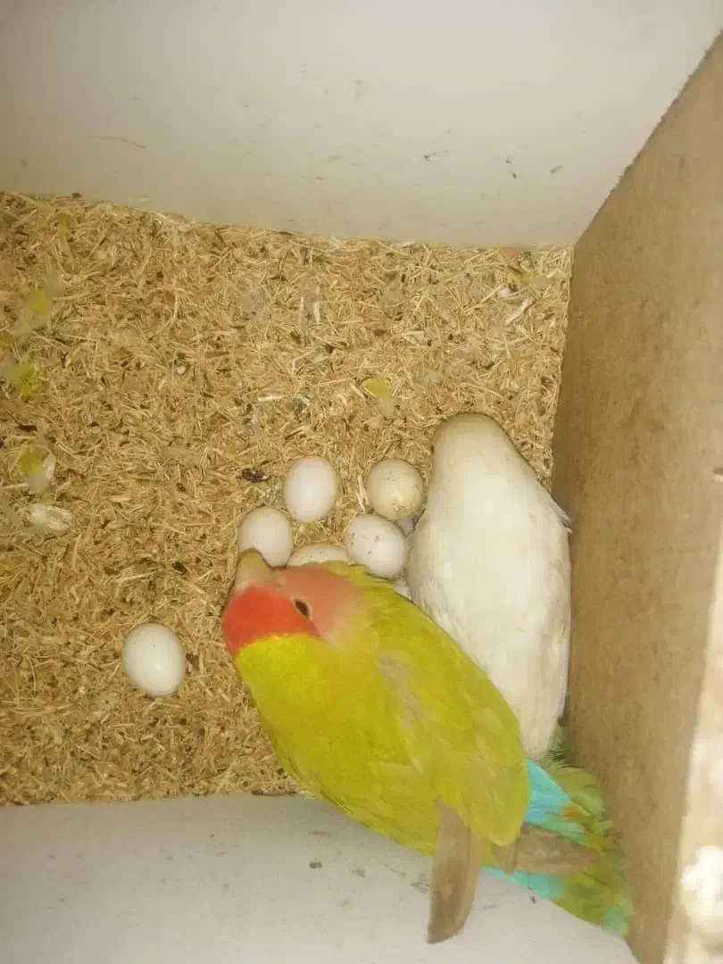 طوطی برزیلی نر و ماده|پرنده|رشت, کوی مهر|دیوار