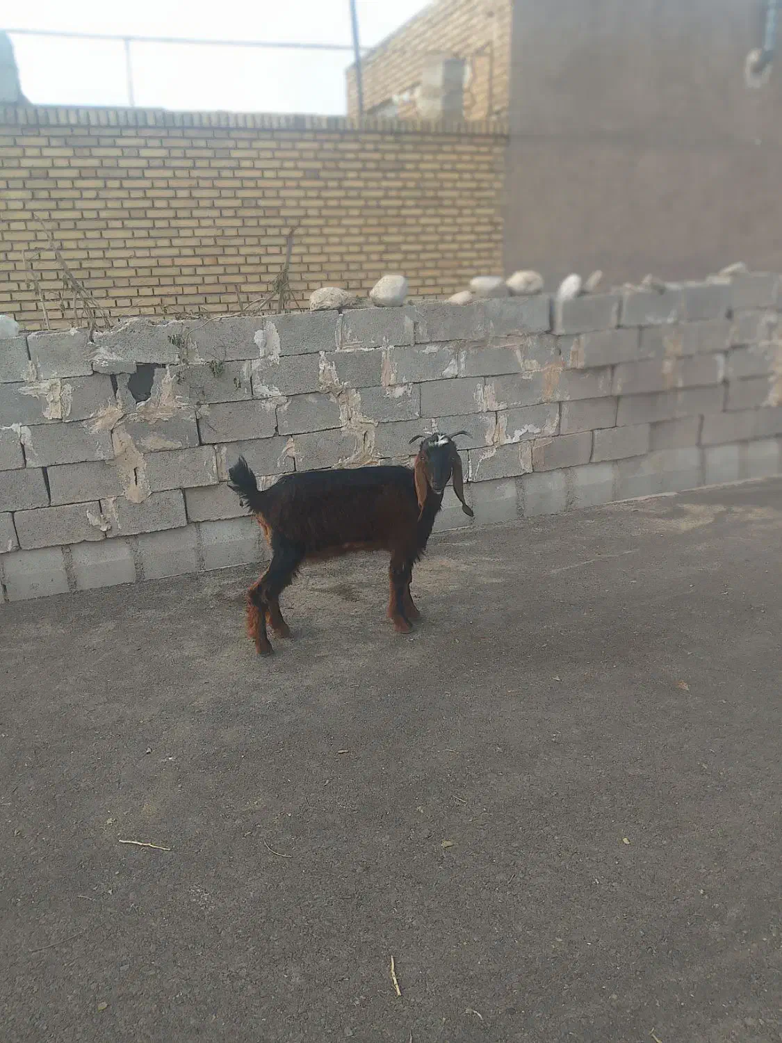 بیگ بز بره میش|حیوانات مزرعه|دزفول, |دیوار