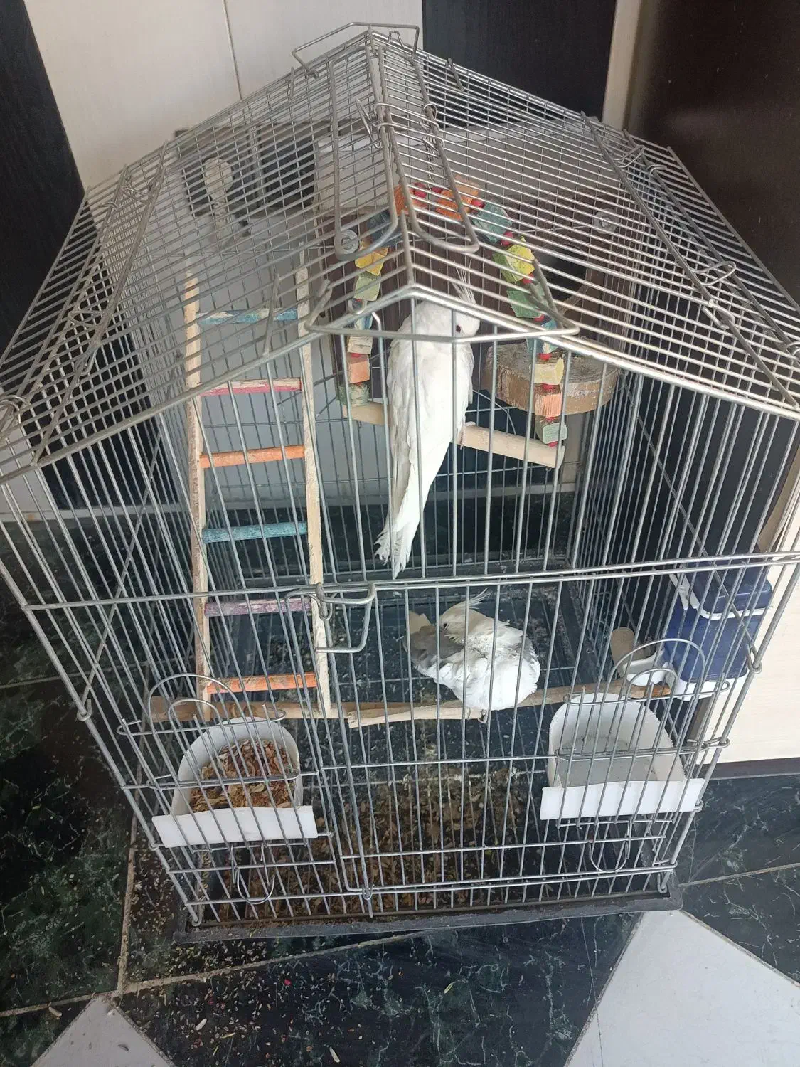 پرنده عروس هلندی|پرنده|الوند, |دیوار