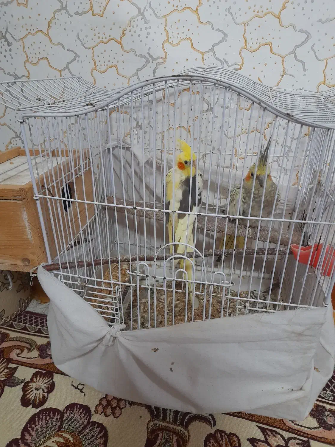 عروس هلندی|پرنده|آستانه اشرفیه, |دیوار