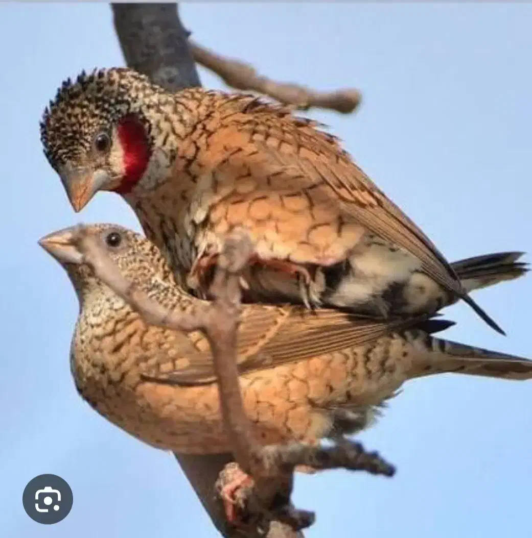 فنج گلو بریده مولد|حیوانات|ری, سیزده آبان|دیوار
