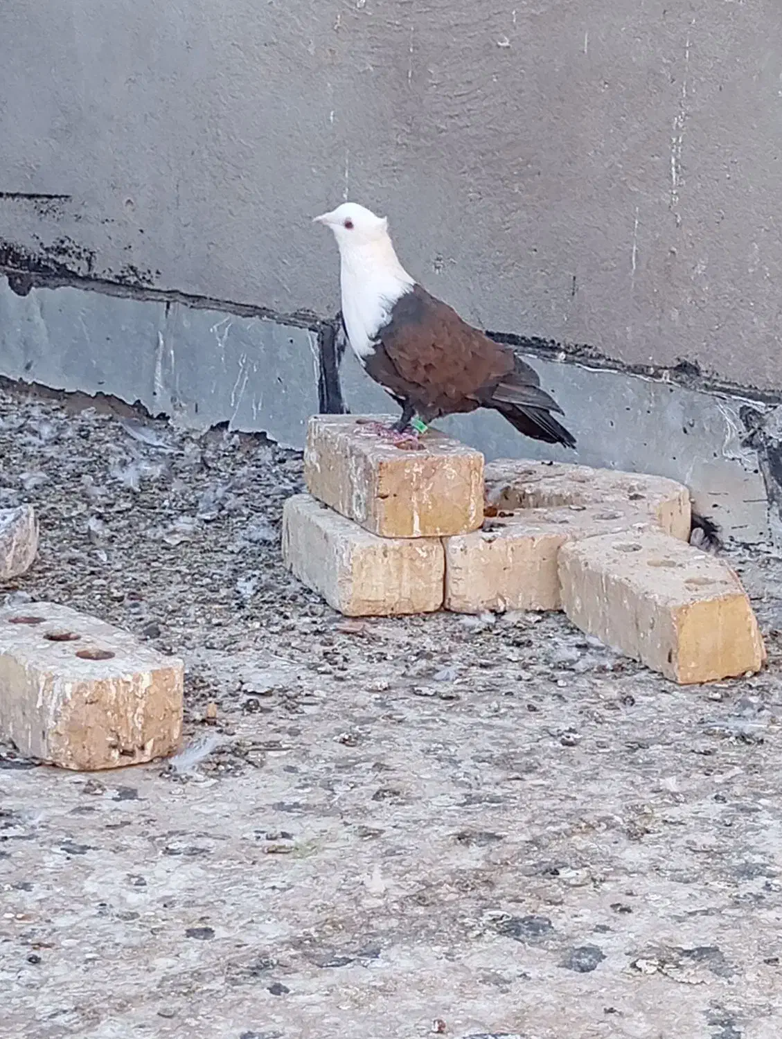 کلاغ کاکلی|پرنده|تربتحیدریه, مظفریه|دیوار