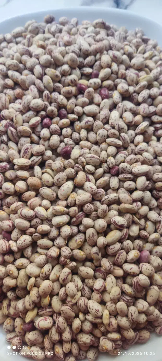 لوبیا چیتی|خوردنی و آشامیدنی|تهران, عباسی|دیوار