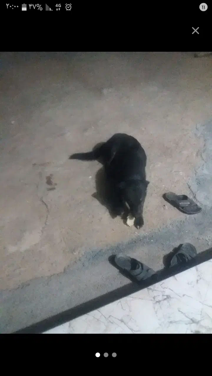 سگ گله ای فروش فوری|سگ|لردگان, |دیوار