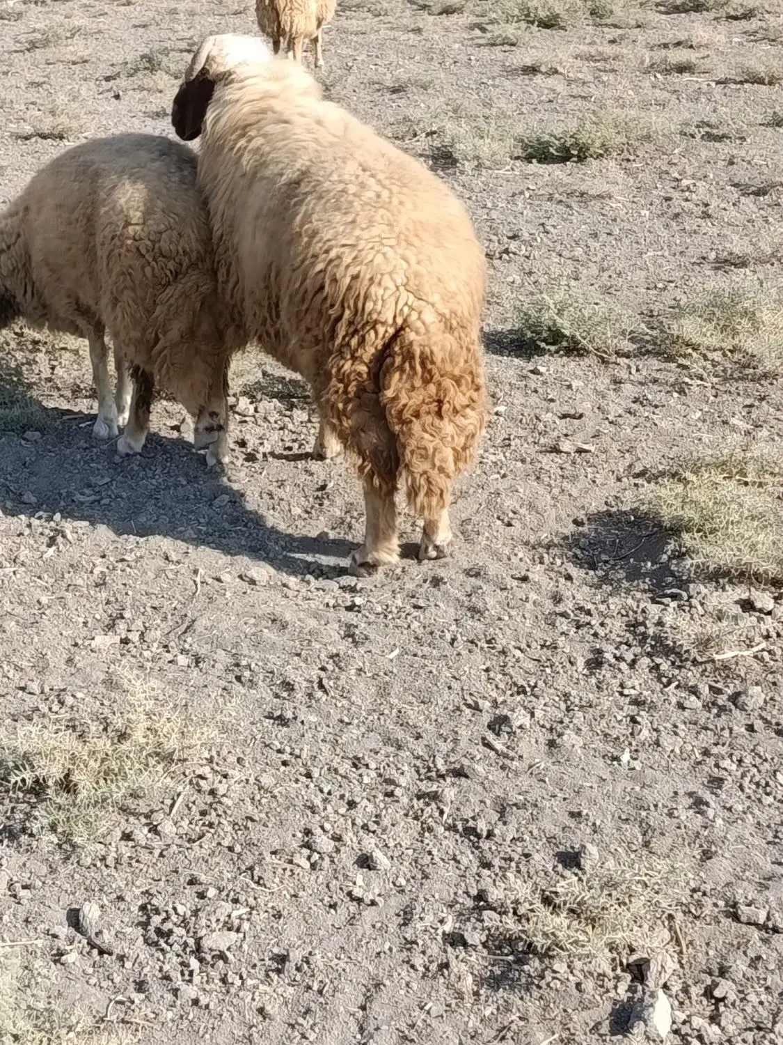 ورن سنجابی|حیوانات مزرعه|سرپل ذهاب, |دیوار