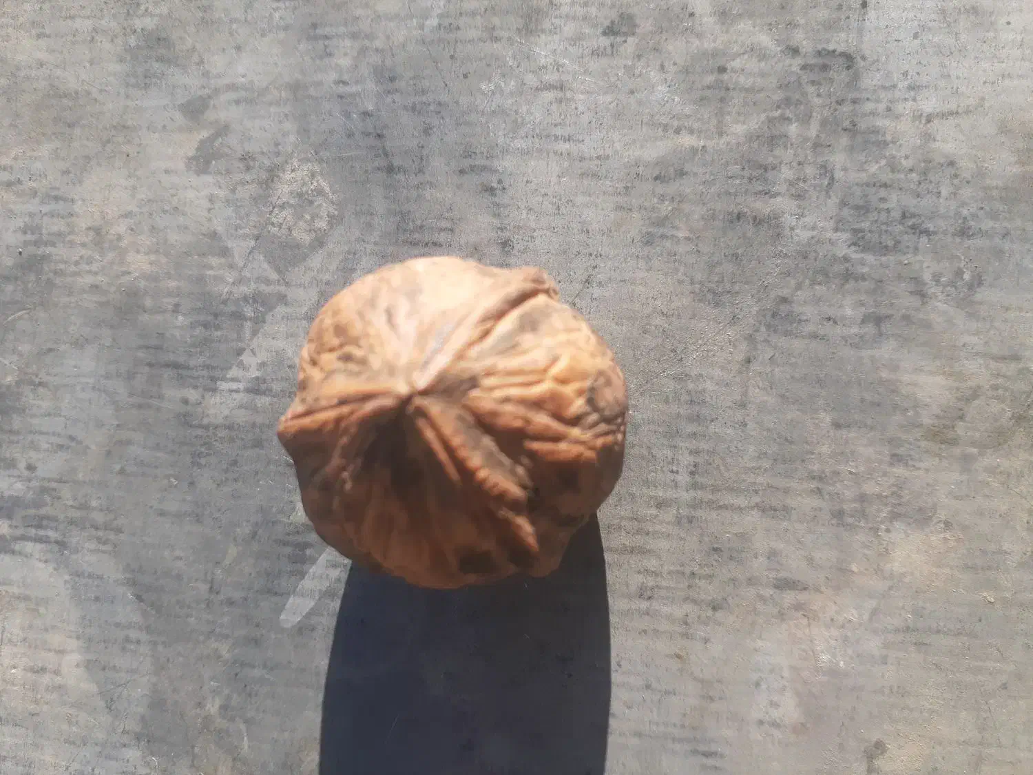 گردو|خوردنی و آشامیدنی|کامیاران, |دیوار