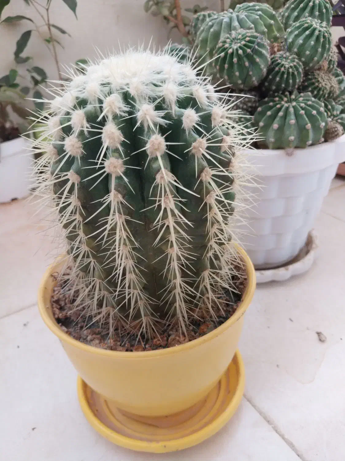 فروش حراجی|حراج|خمینی‌شهر, |دیوار