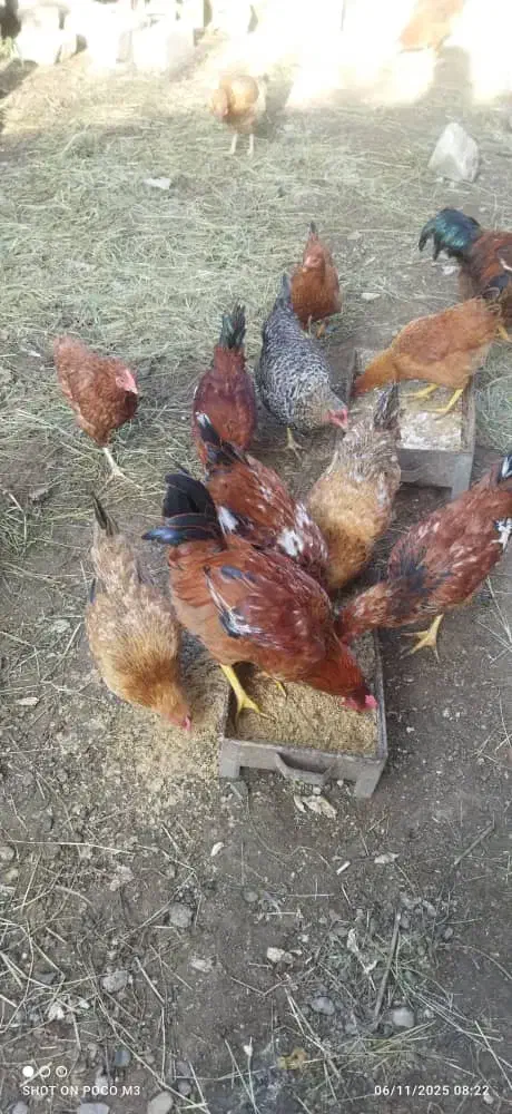 هشت عدد خروس سرحال|حیوانات مزرعه|لاهیجان, گلستان|دیوار