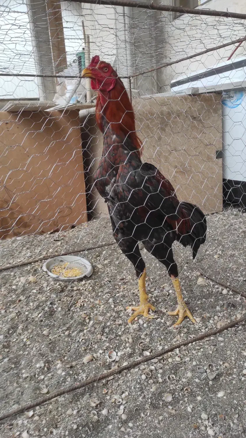 فروش خروس|حیوانات مزرعه|لوندویل, |دیوار