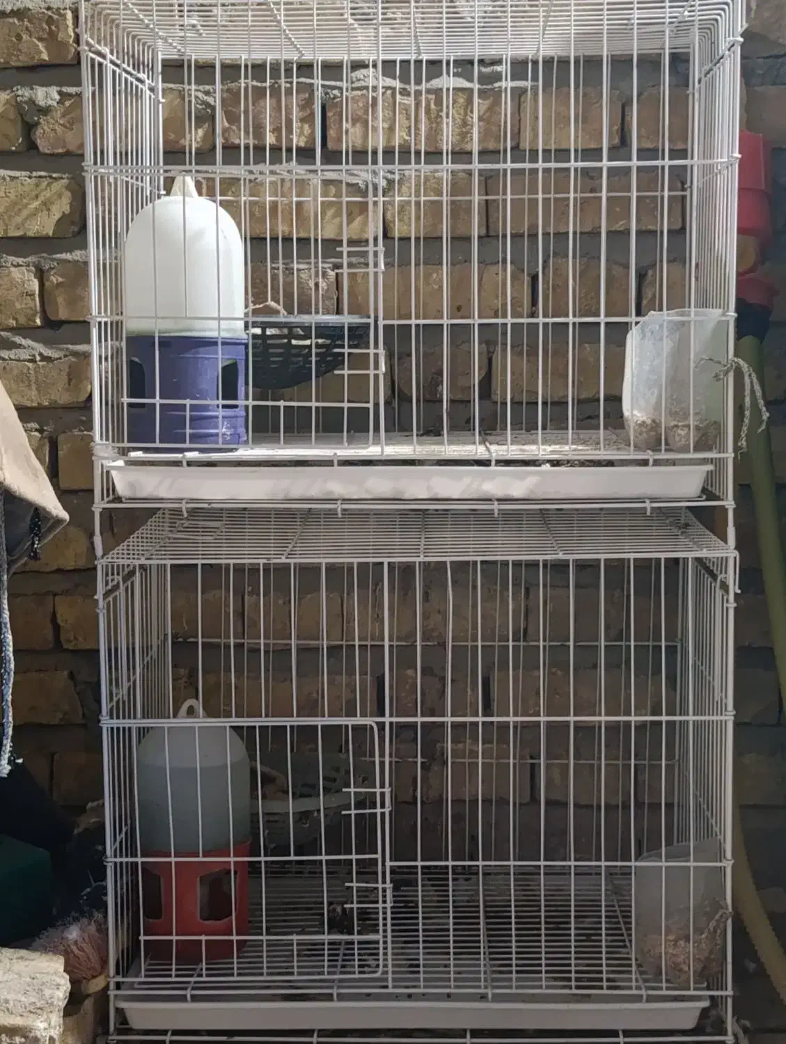 یک عدد جفت کن.|لوازم جانبی حیوانات|جیرفت, |دیوار