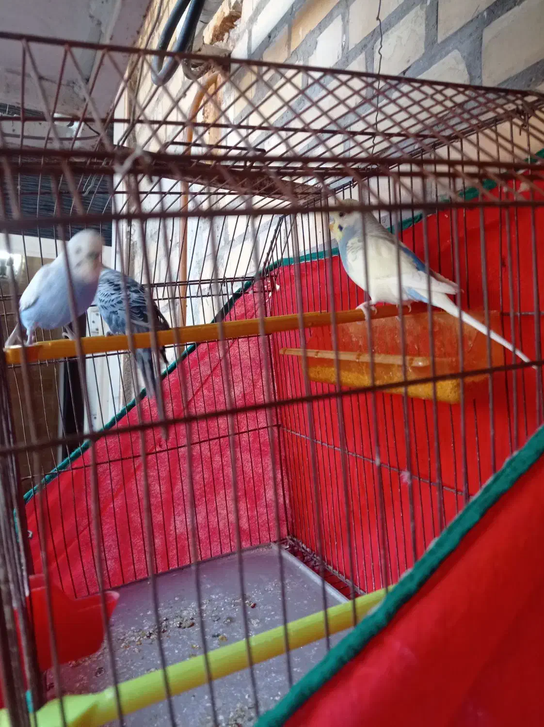 سه عدد مرغ عشق نر مست|پرنده|امیدیه, |دیوار