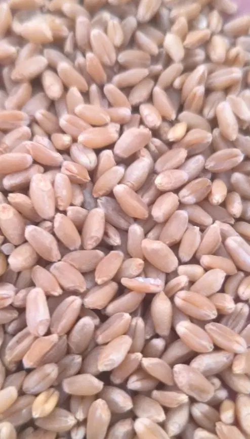 گندم|خوردنی و آشامیدنی|ارسنجان, |دیوار