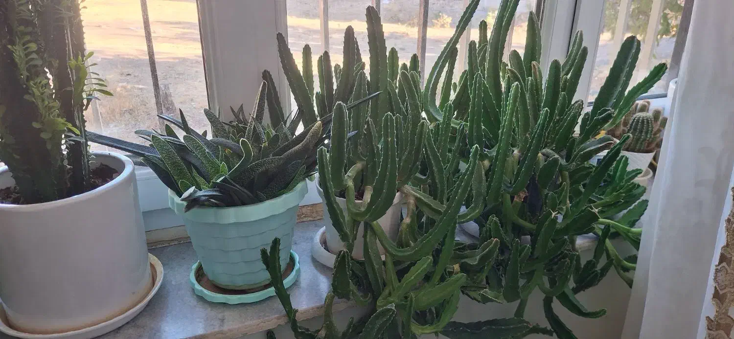 گلهای آپارتمانی|حراج|جاجرود, |دیوار