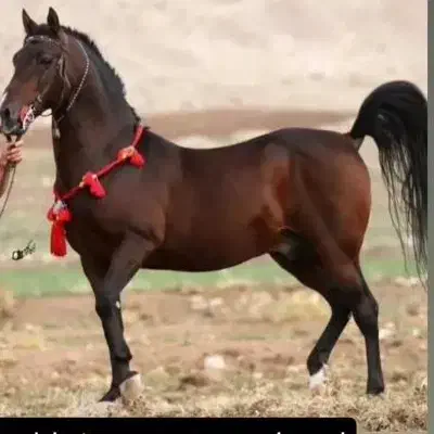 فروش سه راس کره دو سر تایید کرد|اسب و تجهیزات اسبسواری|کرمانشاه, |دیوار