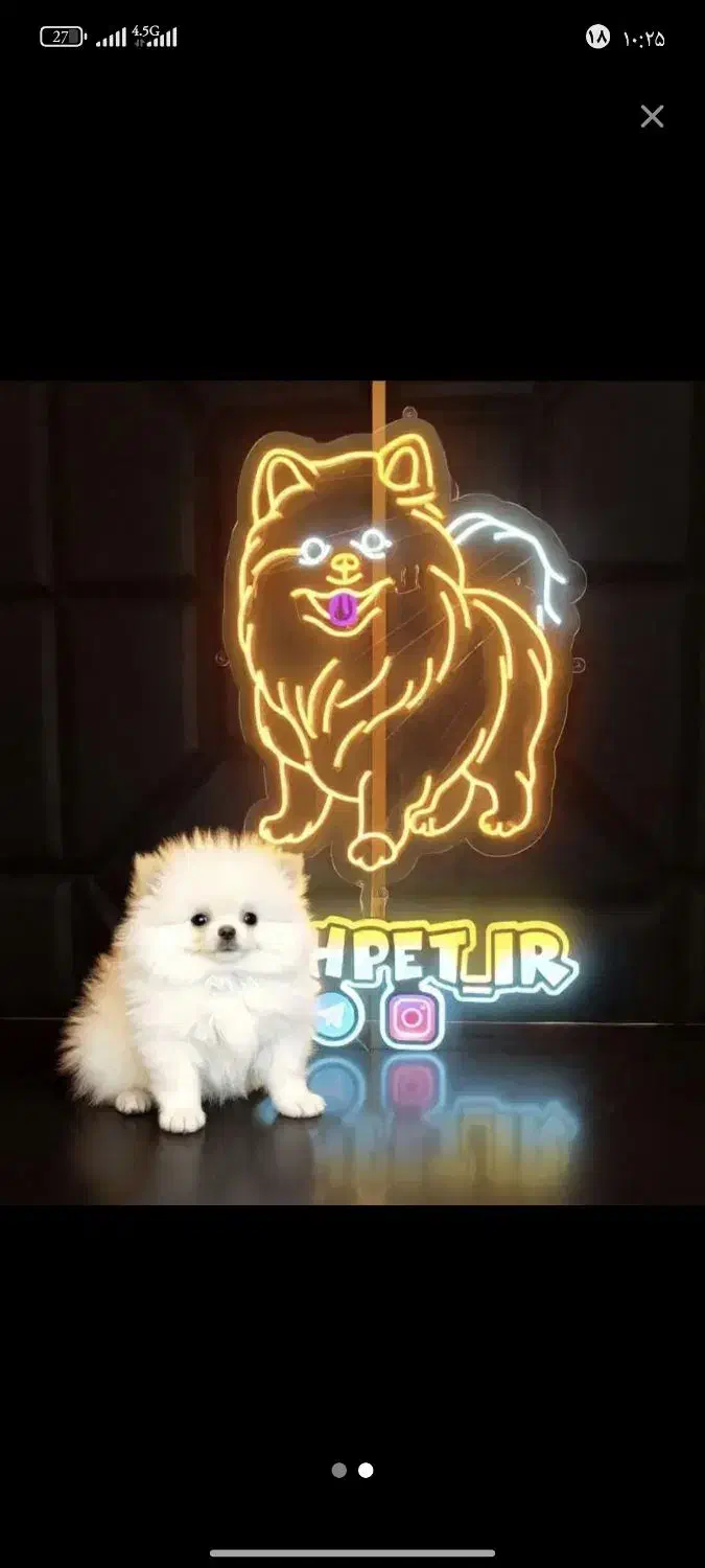 سگ جیبی ـ پامرانین ـ پودل ـ شیتزو ـ چاوچاو ـشیواوا|سگ|اصفهان, خانه اصفهان|دیوار