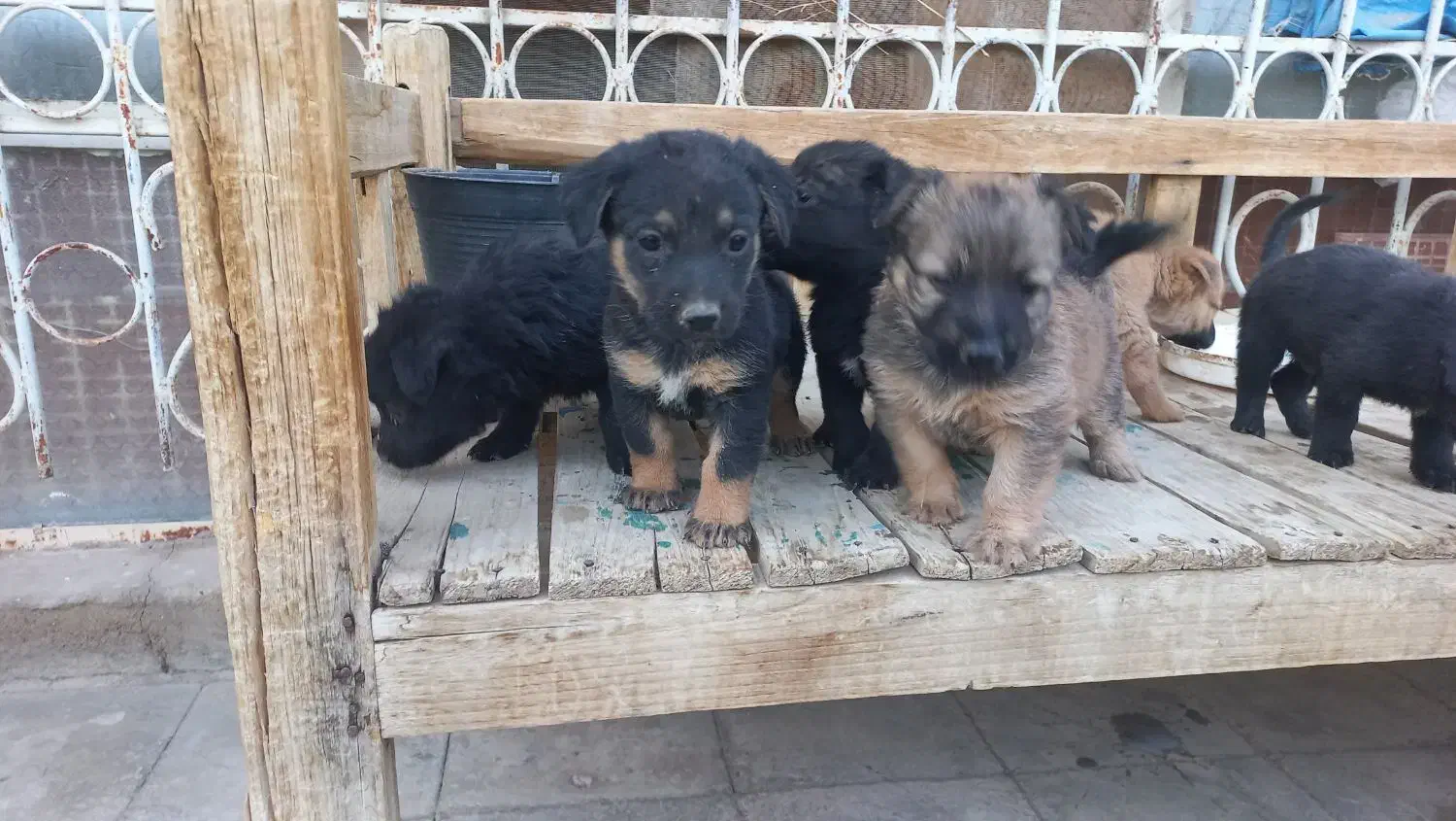 واگذاری ژرمن سایز ریز|سگ|شیراز, منطقه هوایی شهید دوران|دیوار