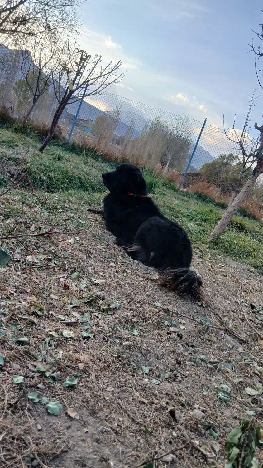 توله قدرجونی  خالص|سگ|داران, |دیوار