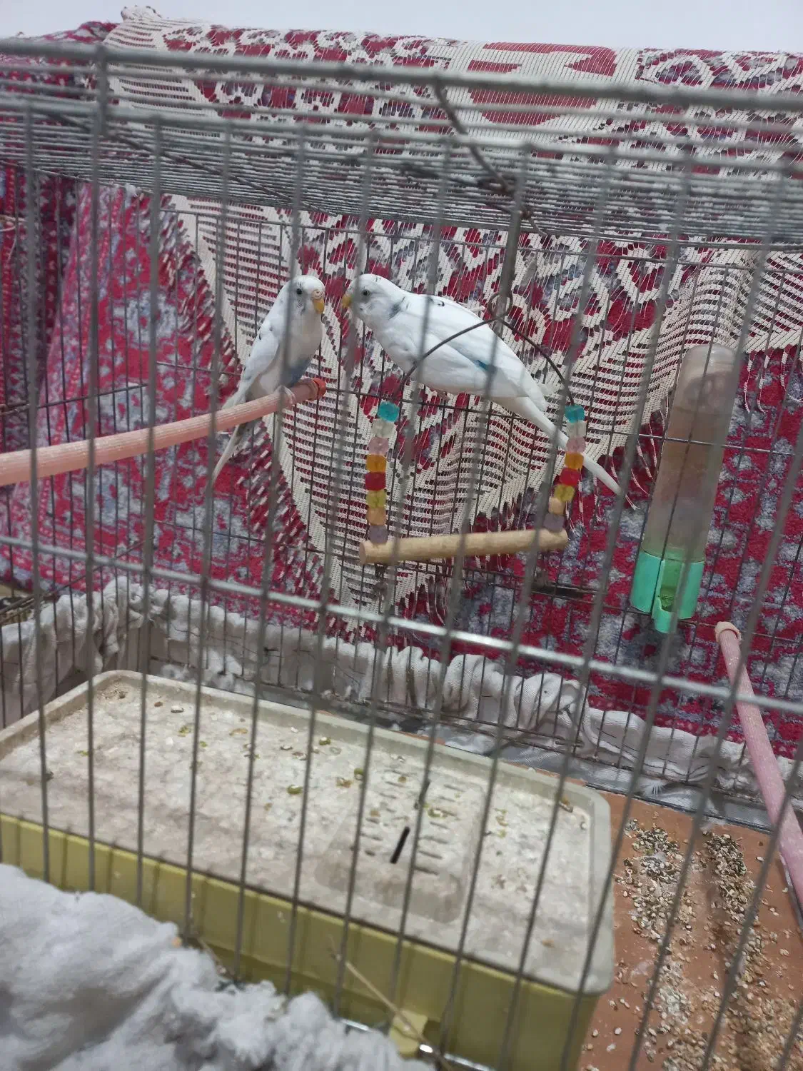 مرغ عشق و قفس|پرنده|رشت, کوی حسینی|دیوار