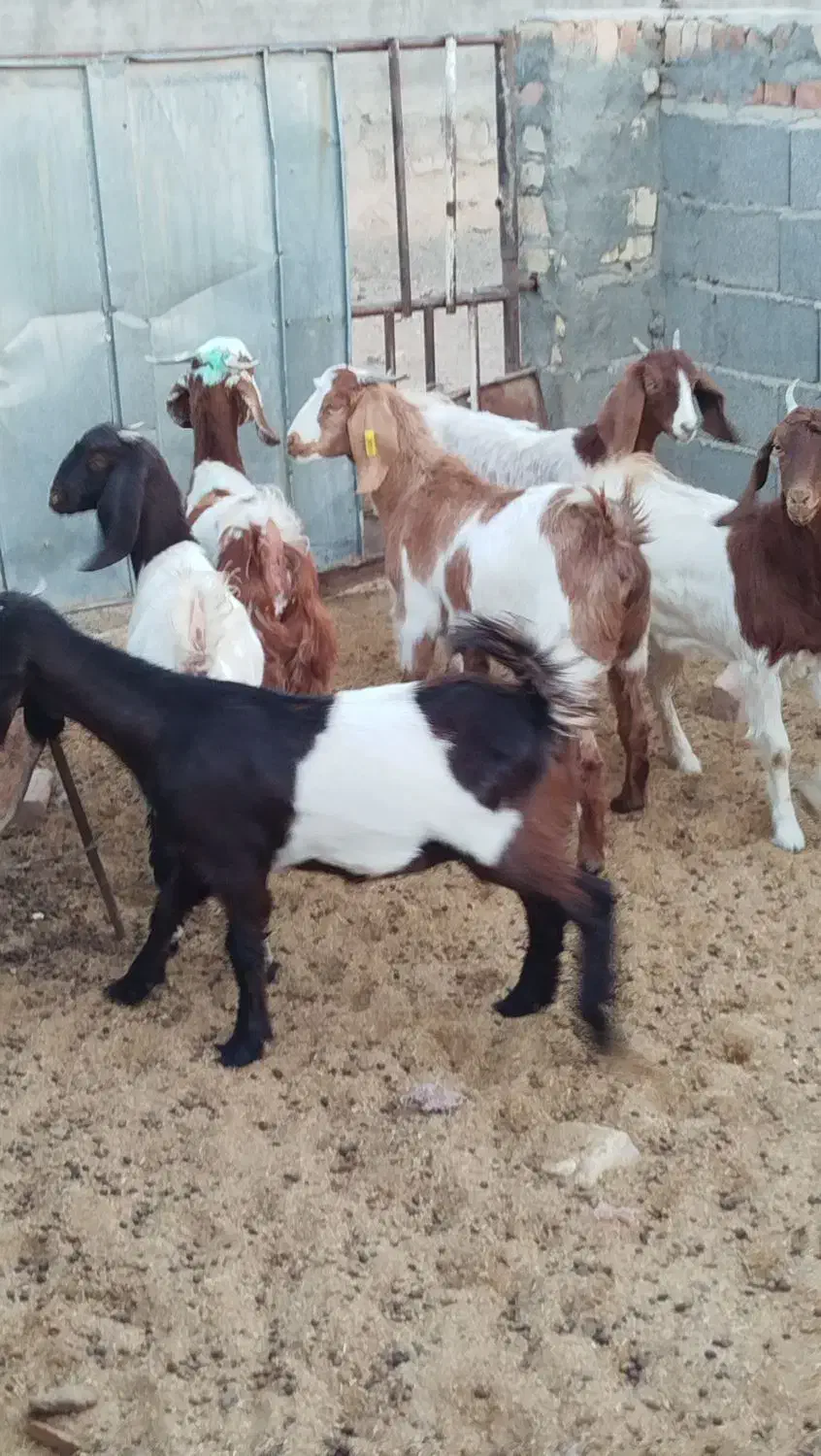 شش عددکولاربزغاله پاکستانی آبستن|حیوانات مزرعه|ملکآباد, |دیوار