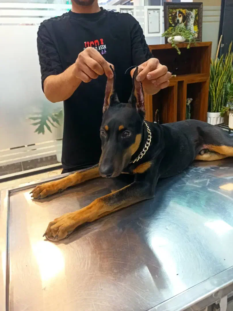 دوبرمن اروپایی اصیل پوست چرمی|سگ|تهران, پونک|دیوار