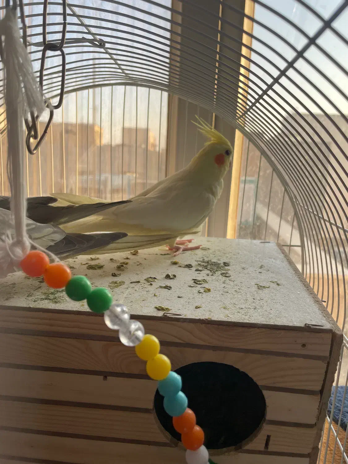 یه جفت عروس هلندی مولد|پرنده|تهران, جیحون|دیوار