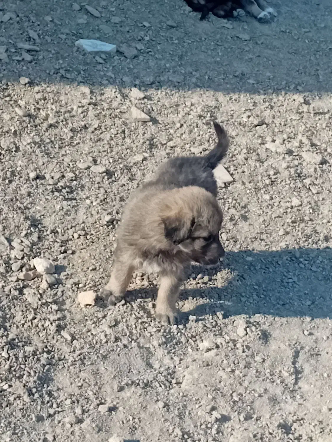 دو عدد توله نر دورگ هیکلی|سگ|زابل, |دیوار