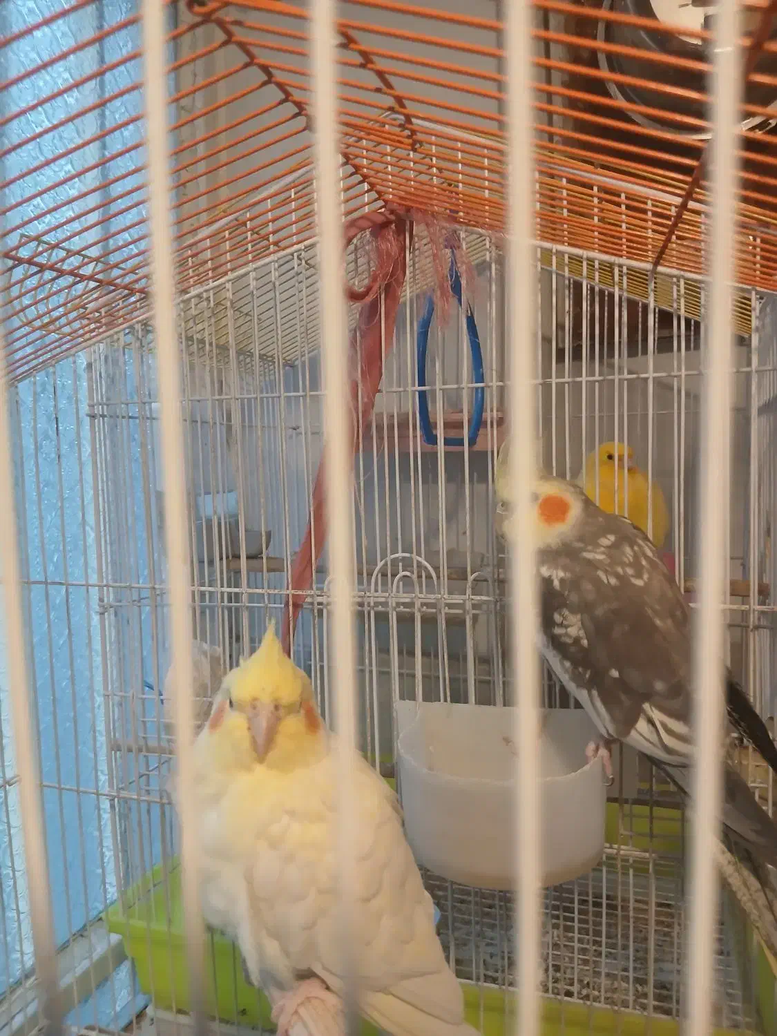 جفت عروس نر وماده|پرنده|تهران, باغ خزانه|دیوار