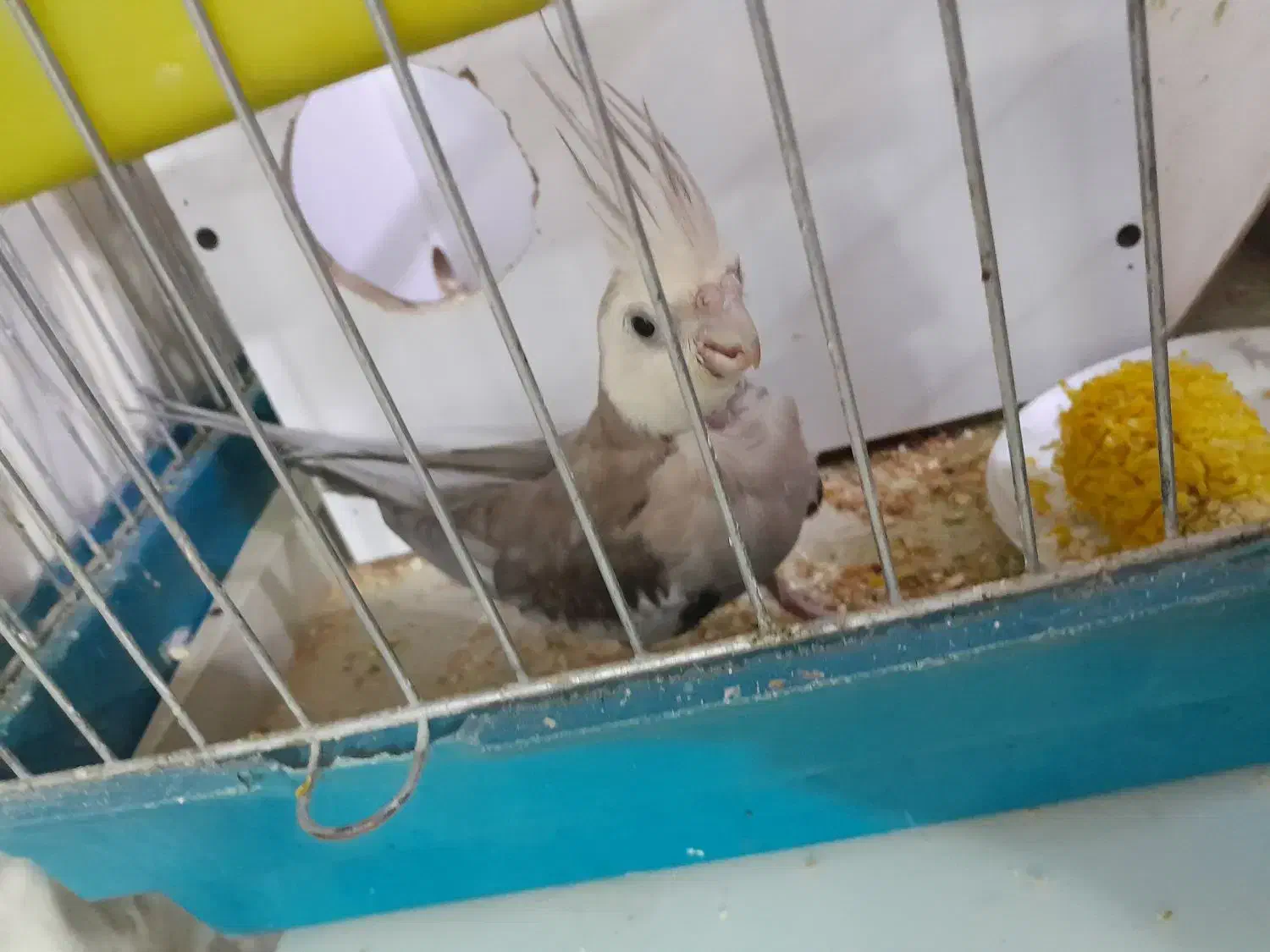 عروس هلندی مولد|پرنده|روانسر, |دیوار