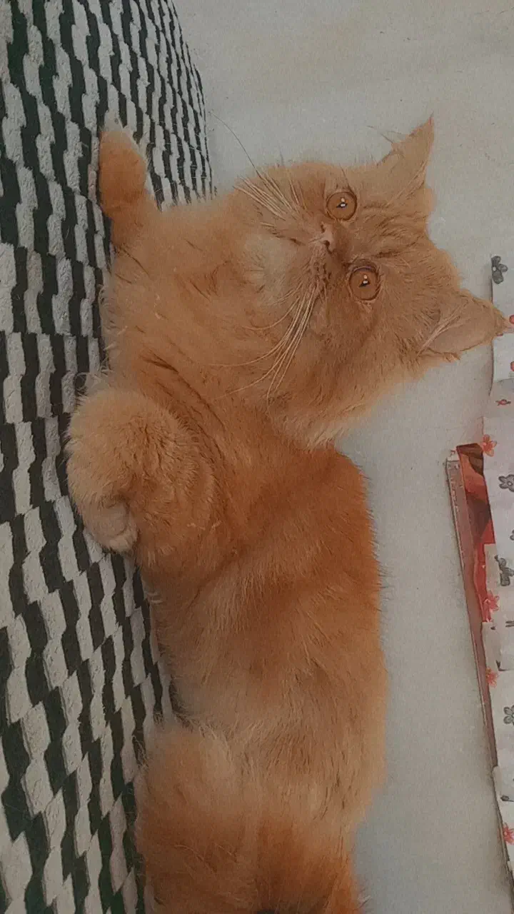 پرشین|گربه|آزادشهر, |دیوار