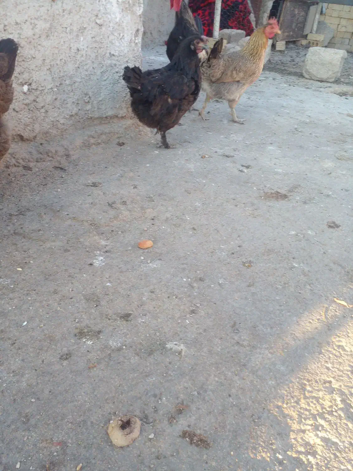 مرغ محلی تخمگذار|حیوانات مزرعه|بهبهان, |دیوار