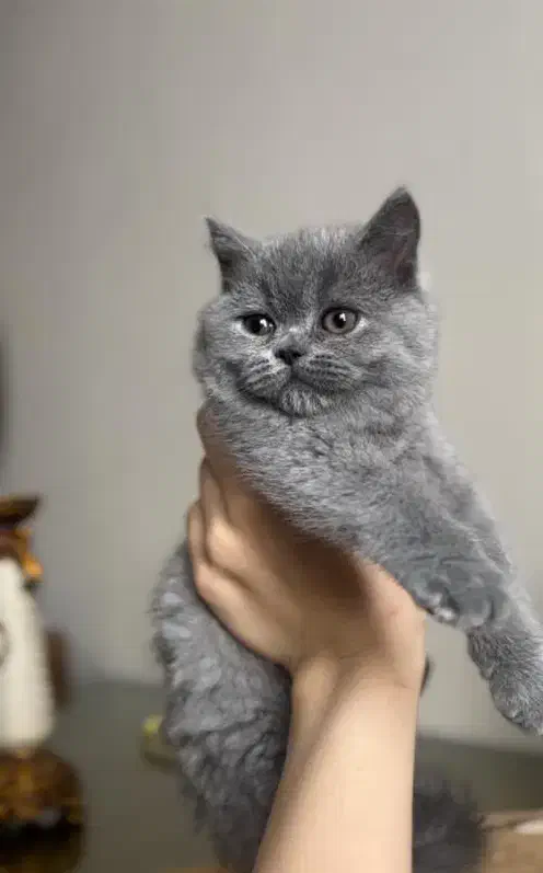 بچه گربه های نژاد دار ( پرشین بریتیش اسکاتیش )|گربه|بیرجند, |دیوار