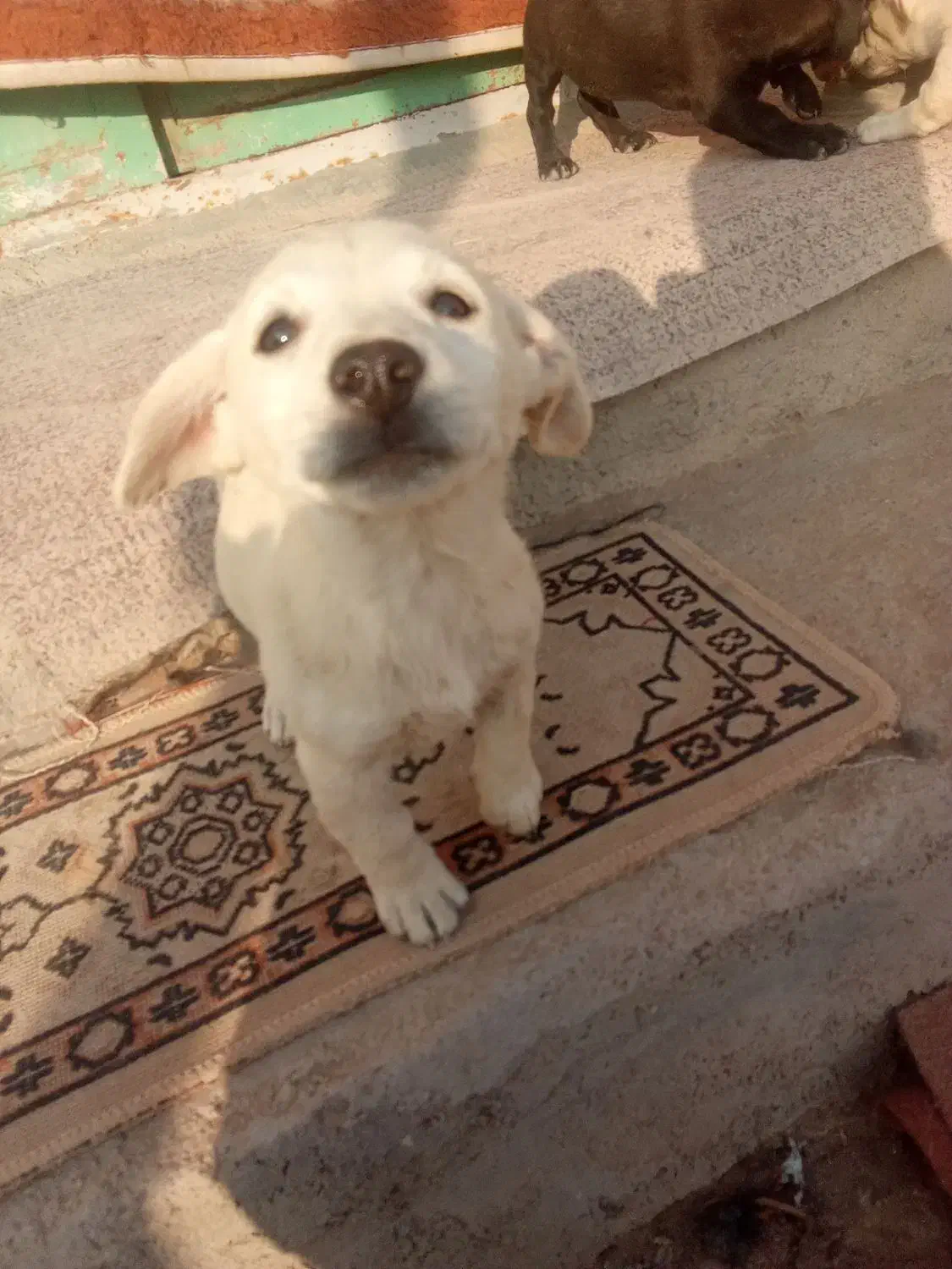 سگ.|سگ|قوچان, |دیوار