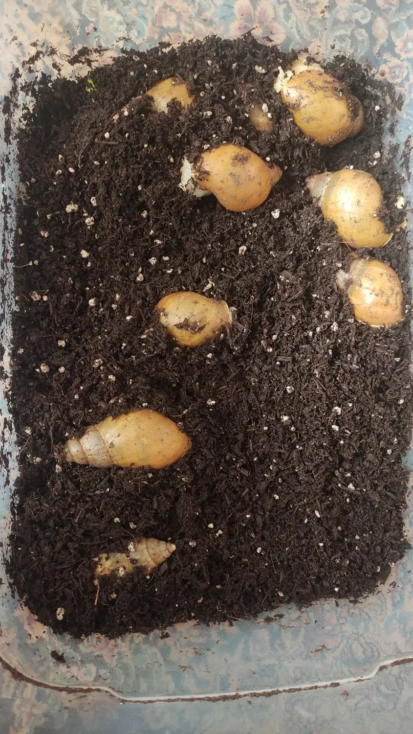 فروش حلزون(مفتِ مفت)|خزنده|ارومیه, |دیوار