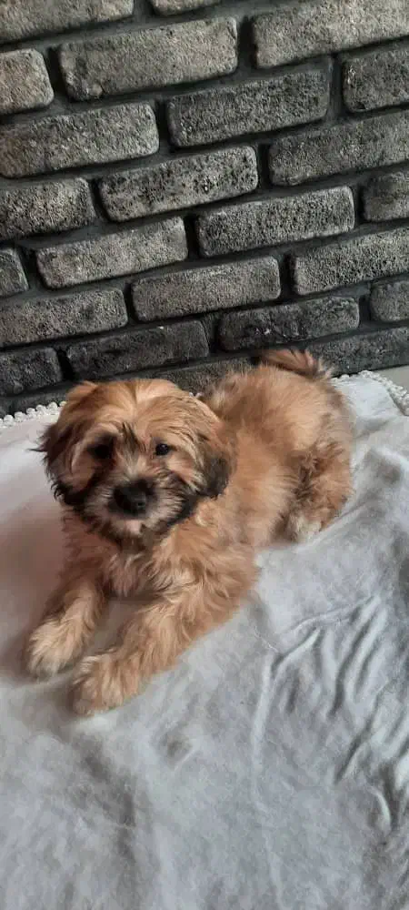 واگذاری سگ|سگ|تهران, تهرانسر غربی|دیوار