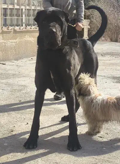 سگ عالی|سگ|باسمنج, |دیوار