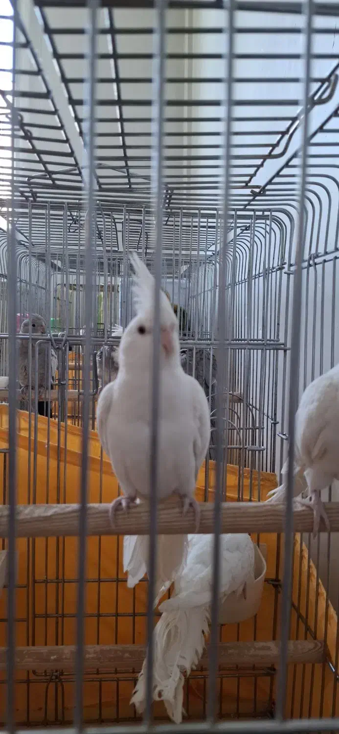 البینو ماده ۱۳ ماهه مست و اماده|پرنده|تهران, نازی‌آباد|دیوار