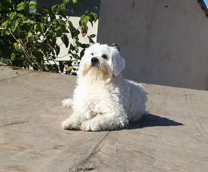 سگ‌مالتیزفقط‌جهت‌جفت‌گیری|سگ|صحنه, |دیوار