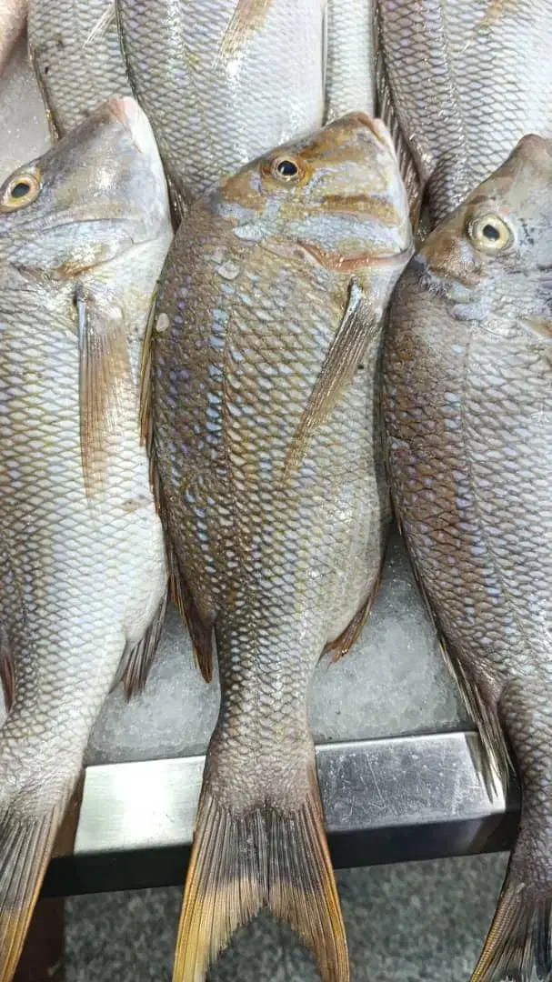 خدمات بسته بندی و فروش ماهی و میگو صید خلیج فارس|ماهی|بندرعباس, |دیوار