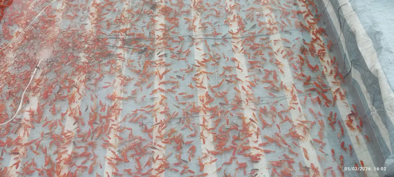 ماهی قرمز|ماهی|رشت, کوی مهر|دیوار